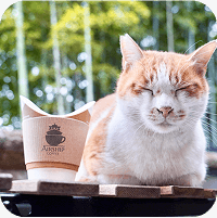 写真：正面を向いている猫