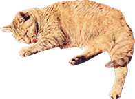 茶色の猫